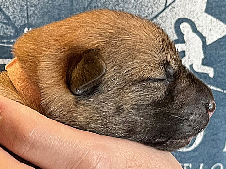chinook puppy